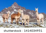 Llama Or Lama  Group Of Lamas...