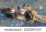 European common brown frogs in...