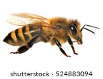 detail of bee or honeybee in Latin Apis Mellifera, european or western honey bee isolated on the white background, golden honeybee