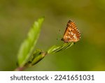 Small photo of Hamearis lucina, Duke, orange butterfly on leaf with green background, selective focus.
