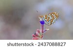 Small photo of Beautiful iparhan butterfly ; Melitaea trivia ( Syriaca )