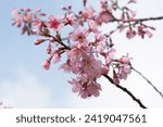 Small photo of Beautiful Nang Phaya Sua Krong tree spring pink blossoms under pure blue spring sky at phu hin rong kla, Phitsanulok, Thailand. Nicknamed flowers Sakura of Thailand.