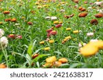 Small photo of Xerochrysum bracteatum or Colorful Straw flowers also known as Helichrysum bracteatum, paper flower plant at Phu Hin Rong Kla, Phitsanulok, Thailand.