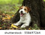 Dog Jack Russell Terrier Under...