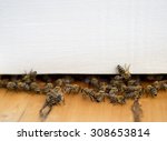 Honey bees at the entrance in beehive.  White background for your text about apiculture and bee honey.