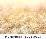 Small photo of Abstract background with wildflowers - soft sunlight morning on meadow in summertime with bokeh and blur effect for your floral decor. Delicat white flowers in pastel colors.