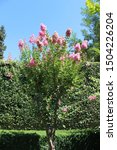 Small photo of Lagerstroemia indica blooming. This tree is also known as crape myrtle, crepe myrtle, crepeflower