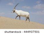 Small photo of Wild protected species, lone Arabian Oryx (Maha) (Oryx leucoryx), slogging uphill in sand dunes in Dubai, United Arab Emirates, Arabia, with desert and blue sky in the background.