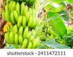 Small photo of Many unripe green bananas hanging on a palm tree branches on plantation. Fresh natural sweet tropical fruits as a sugar substitute. Healthy food copy space background