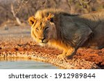 Male Lion At A Waterhole Staring