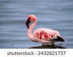 Lesser flamingo in walvis bay...