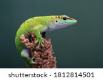 Male Day Gecko  Phelsuma  From...