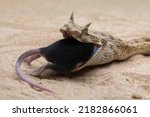 Small photo of Cerastes cerastes commonly known as the Saharan Horned Viper or the Desert Horned Viper, is eating a mouse as its prey and as part the food chain.