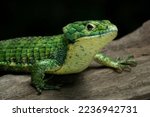 Small photo of The Mexican Alligator Lizard (Abronia graminea), or Green Arboreal Alligator Lizard, or Terrestrial Arboreal Alligator Lizard, is an endangered species of lizard endemic to the highlands of Mexico.