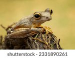 Small photo of The Harlequin Tree Frog (Rhacophorus pardalis) is a species of frog in the family Rhacophoridae found in Brunei, Indonesia, Malaysia, Thailand, and the Philippines.