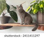 Beautiful shot of a gray British short hair cat near the plant