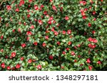 Blooming Red Camellia Tree