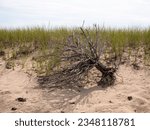Small photo of Sandy dune in Chappy, fallen bush
