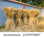 Straw Bundles On Rural Market In Bangladesh. Common Food Of Cow And Other Domestic Animals In The Rural Area. 