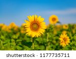 Sunflowers Grow In The Field In ...