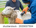 Sheep wool shearing by farmer. Scissor shearing the wool from sheep.