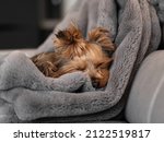 Our Yorkshire-Terrier Jessie Sleeping on a Blanket