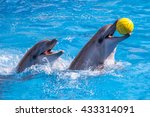 a cute dolphins during a speech at the dolphinarium.