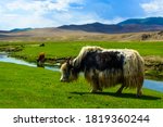 Small photo of Yaks in steppes of Mongolia near Ulaanbaatar city. Mongolian nature, landscape, scenery. Animal husbandry. Agriculture and farm in Mongolia. Tourism, travel in Mongolia. Grazing yaks. Mongolian summer