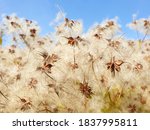Dry Seed Heads Of Wild Clematis ...
