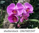 Purple moon orchids on the...