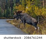 Small photo of Full-grown moose bull (also elk, Alces alces) with big antler crossing road in Jasper National Park, Alberta, Canada in autumn season with colorful trees. Focus on animal head.