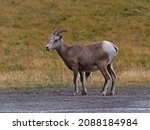 View of single female bighorn sheep (Ovis canadensis) with brown fur standing beside gravel road in Kananaskis Country, Alberta, Canada in the Rocky Mountains in autumn season with colorful grass.