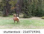 This is a picture of a Bull Elk taken in Jasper Park alberta Canada on June 4. It is spring and it still has velvet  on its antlers.