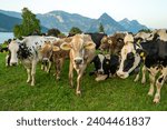 Small photo of Herd of cows. Cows eating grass. Cows in grassy field. Dairy cows in the farm pastures. Brown cow pasturing on grassy meadow near mountain. Cow in pasture on alpine meadow in Switzerland.