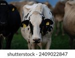 Small photo of Cow in alpine meadow. Beefmaster cattle in green field. Cow in meadow. Pasture for cattle. Cow in the countryside. Cows graze on summer meadow. Rural landscapes with cows. Cows in a pasture.