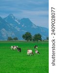 Small photo of Cow on lawn. Cow grazing on green meadow. Holstein cow. Eco farming. Cows in a mountain field. Cows on a summer pasture. Idyllic landscape with herd of cow grazing on green field with fresh grass.