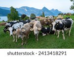 Small photo of Cattle cow grazing on farmland. Grazing Cows in a Meadow with Grass. Cows Herd on a Grass Field. Mature Cow in a Green Field. Cows Grazing in Natural Pasture. Farm animals. Cows and calves grazing.