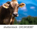 Small photo of Cow on a summer pasture. Herd of cows grazing in Alps. Holstein cows, Jersey, Angus, Hereford, Charolais, Limousin cows. Cow is looking at camera. Close-up cows face.