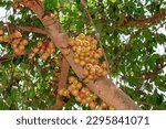 Small photo of Fig fruit, Ficus Racemosa, Fig on tree nature, Fig Forest fruit, Fig red and green thai fruits, clusters of ripe figs on tree