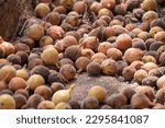Small photo of Fig fruit, Ficus Racemosa, Fig on tree nature, Fig Forest fruit, Fig red and green thai fruits, clusters of ripe figs