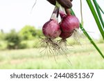 Small photo of Farm fresh onion or farmer holding fresh onion or fresh onion, Farmer standing in a field holding freshly picked red onions.
