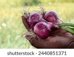 Small photo of Farm fresh onion or farmer holding fresh onion or fresh onion, Farmer standing in a field holding freshly picked red onions.