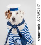 Small photo of Portrait of a dog in a sailor suit on a light-coloured background. Sailor dog, funny pets.