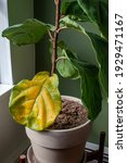 Small photo of A beautiful fiddle leaf fig houseplant sits in a pot by a window for bright, indirect light, but has a large yellowing leaf. Overwatering or under fertilization may be the cause of the issue
