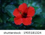 Red Hibiscus Flower Shot With...