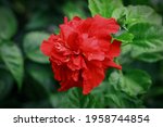 Double Red Hibiscus Flower With ...