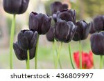 Black Gothic Tulip  This Is A...