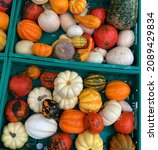 Colorful Pumpkins Soaked In The ...
