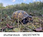 Box Turtle Foraging Near A Field