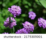 Small photo of Candytuft (Iberis umbellata) flowers and yellow belted Burnet butterfly (Amata phegea) up close. Herbaceous annual flowering plant with purple inflorescence. Isolated insect resting on garden blossom.